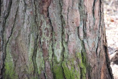 Ağaç kabuğunda yeşil yosun, doğal yosun dokusu arka planda.