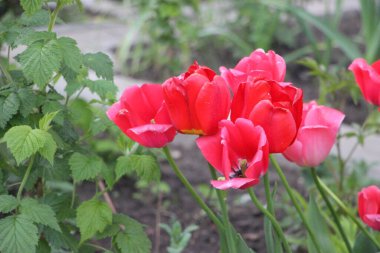 Lale çiçeği yakın görünüm 