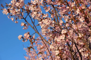 Sakura, çiçek açmış elma ağacı.