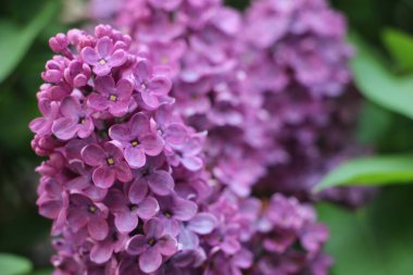 Leylak yakın görünüm