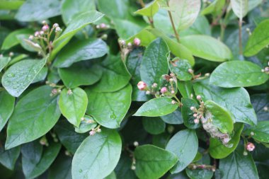 Çiçek tarlası güzel manzara 