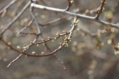 Ağaç dallarındaki genç bitkiler, yeni yaşam konsepti 