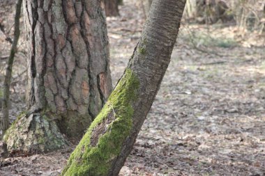 Ağaç kabuğunda yeşil yosun, doğal yosun dokusu arka planda.