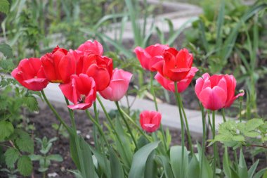 Lale çiçeği yakın görünüm 