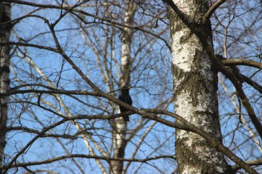 Doğa kavramı, ağaçlar görünümü 