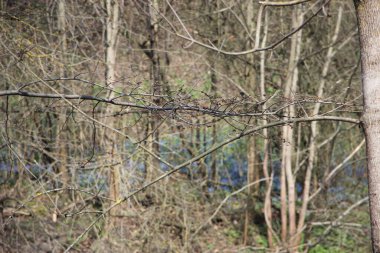 Ağaç dallarındaki genç bitkiler, yeni yaşam konsepti 