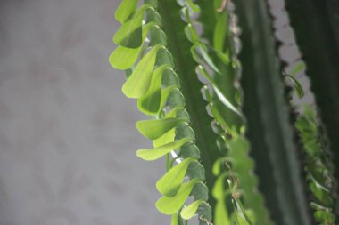 Sulu yakın görünüm