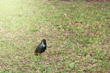 Çimlerin üzerinde kuş bakışı