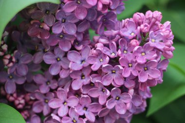 Leylak yakın görünüm