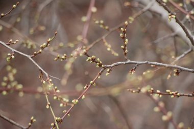 Ağaç dallarındaki genç bitkiler, yeni yaşam konsepti 