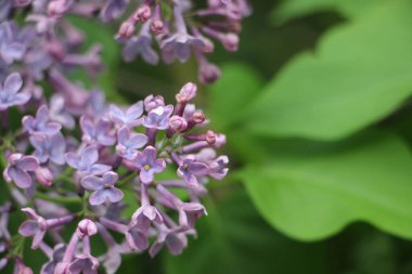 Leylak yakın görünüm