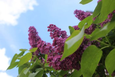 Leylak yakın görünüm