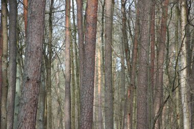 Orman manzarası, doğa kavramı 
