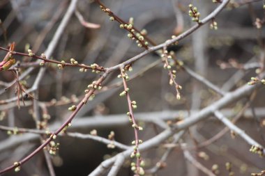 Ağaç dallarındaki genç bitkiler, yeni yaşam konsepti 