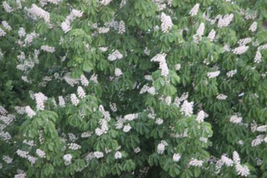 Doğa kavramı, ağaçlar görünümü 