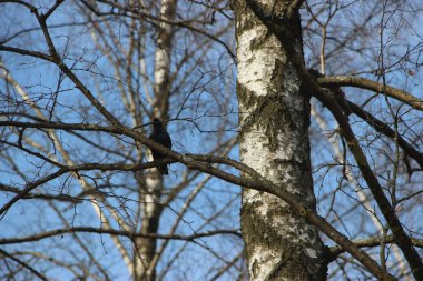Doğa kavramı, ağaçlar görünümü 