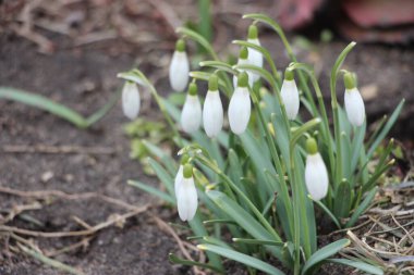 Kar damlası bahar çiçekleri. İlkbahar sembollerinden biri olan narin kar damlası bize kışın gittiğini ve baharın geldiğini söylüyor..
