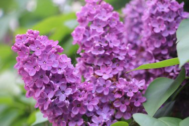 Leylak yakın görünüm