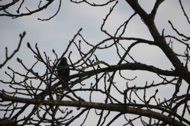Gökyüzüne bakan ağaçların güzel manzarası 