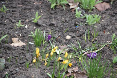 Çiçek tarlası güzel manzara 