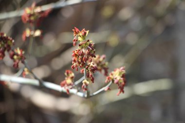 Ağaç dallarındaki genç bitkiler, yeni yaşam konsepti 