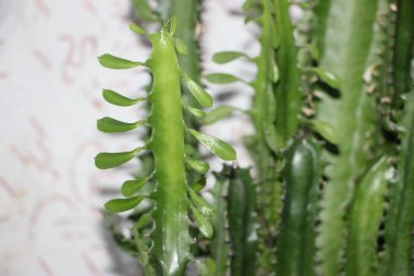 Sulu yakın görünüm