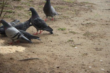 Bir grup güvercin yerde.
