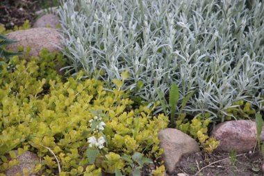 Çiçek tarlası güzel manzara 