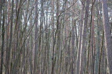 Orman manzarası, doğa kavramı 