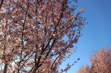 Sakura, çiçek açmış elma ağacı.