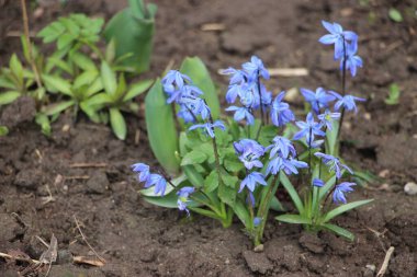 Çiçek tarlası güzel manzara 
