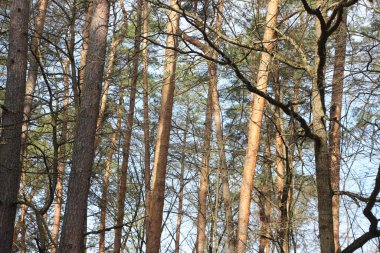 Orman manzarası, doğa kavramı 