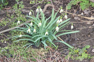 Kar damlası bahar çiçekleri. İlkbahar sembollerinden biri olan narin kar damlası bize kışın gittiğini ve baharın geldiğini söylüyor..