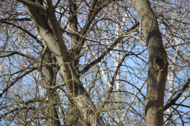 Ağaç dallarındaki genç bitkiler, yeni yaşam konsepti 