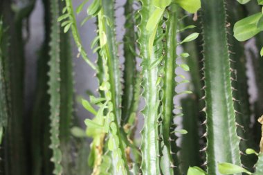 Sulu yakın görünüm