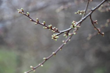 Ağaç dallarındaki genç bitkiler, yeni yaşam konsepti 