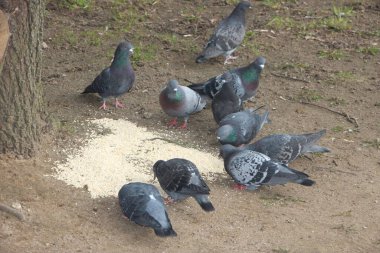 Aç güvercinler sokakta yerden darı yiyorlar..
