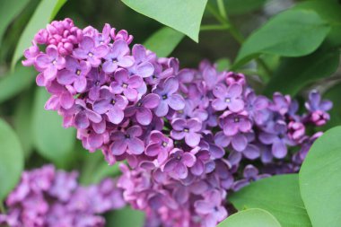 Leylak yakın görünüm