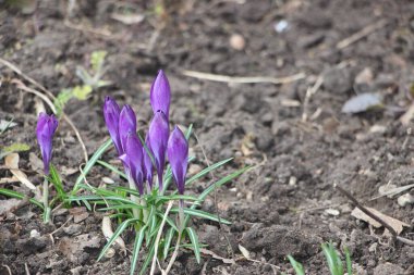 Mor kır çiçekleri karda, ilkbaharda güneş ışığının ılık altın ışıklarına uyanır..