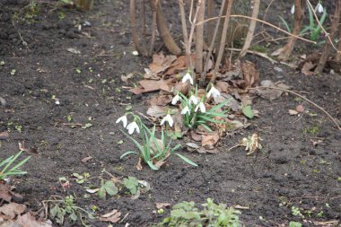 Kar damlası bahar çiçekleri. İlkbahar sembollerinden biri olan narin kar damlası bize kışın gittiğini ve baharın geldiğini söylüyor..