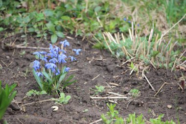 Çiçek tarlası güzel manzara 