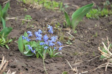 Çiçek tarlası güzel manzara 
