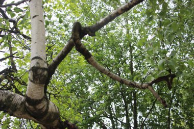 Yapraklı güzel ağaç manzarası