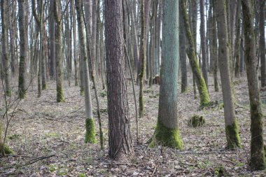 Orman manzarası, doğa kavramı 