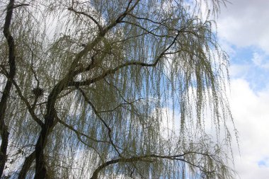 Gökyüzüne bakan ağaçların güzel manzarası 