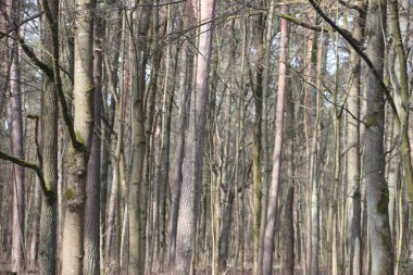 Orman manzarası, doğa kavramı 