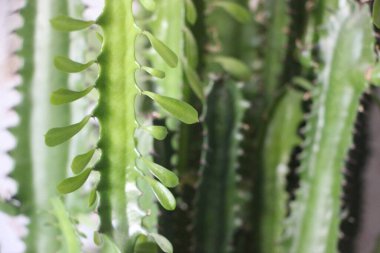 Sulu yakın görünüm