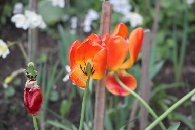 Lale çiçeği yakın görünüm 