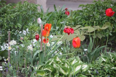 Lale çiçeği yakın görünüm 