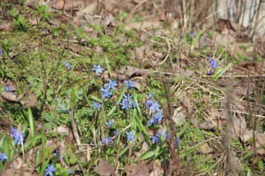 Çiçek tarlası güzel manzara 